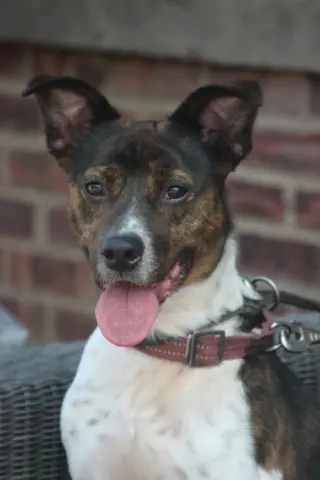 Coquito (Foster or Adopter needed!)