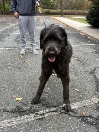 Caesar