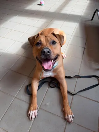 Bodhi (Foster or Adopter needed!)