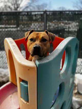 Bodhi (Foster or Adopter needed!)