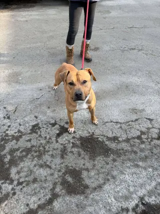 Bodhi (Foster or Adopter needed!)