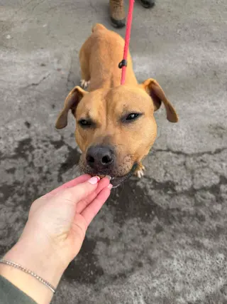 Bodhi (Foster or Adopter needed!)