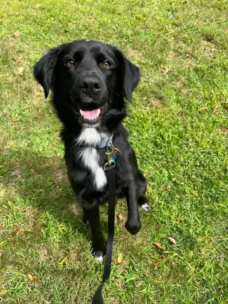 Bart (Foster or Adopter needed!)