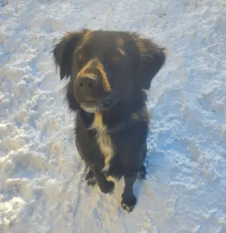 Bart (Foster or Adopter needed!)