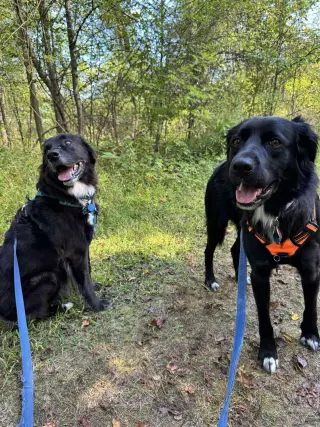 Bart (Foster or Adopter needed!)