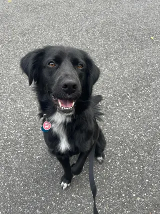 Bart (Foster or Adopter needed!)