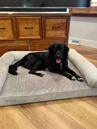 Bart (Foster or Adopter needed!)
