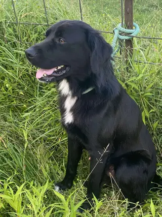 Bart (Foster or Adopter needed!)