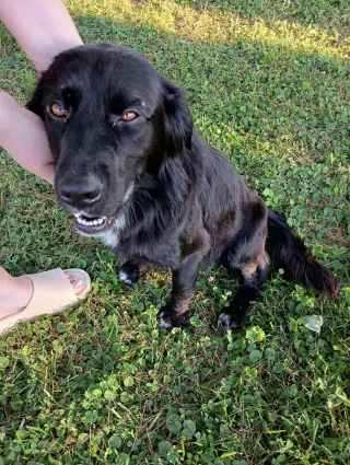 Bart (Foster or Adopter needed!)