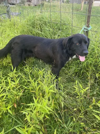 Bart (Foster or Adopter needed!)