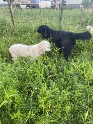Bart (Foster or Adopter needed!)
