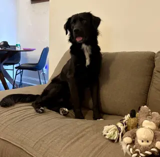 Bart (Foster or Adopter needed!)
