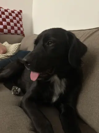 Bart (Foster or Adopter needed!)