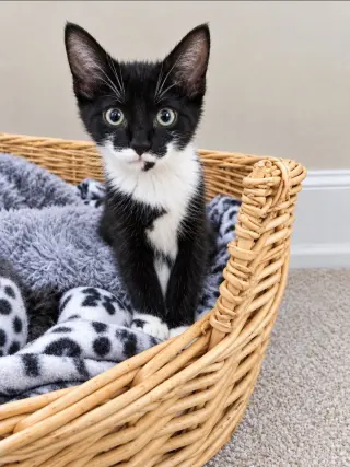 Alfie (Your Future Shoulder Cat)