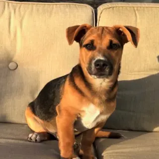 Toby