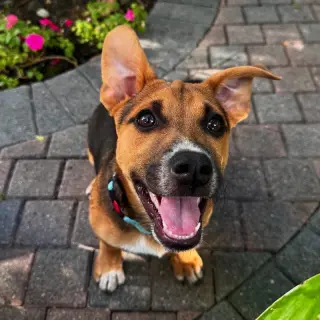 Toby