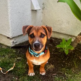 Toby