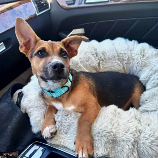 Toby