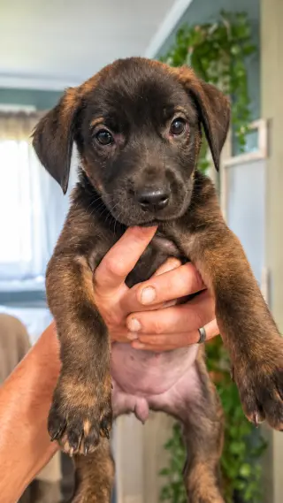 Scarlett (Mascot litter)