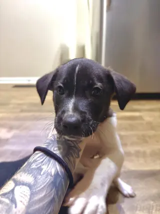 Gus (Mascot litter)