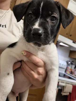 Gus (Mascot litter)