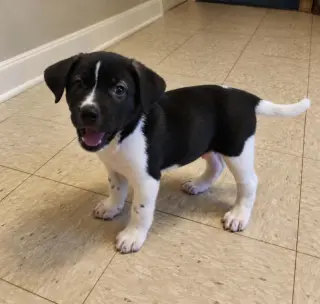 Gus (Mascot litter)