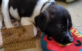 Gus (Mascot litter)