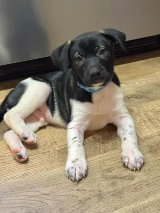 Doc (mascot litter)