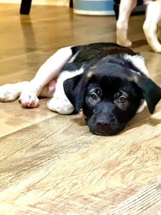 Doc (mascot litter)