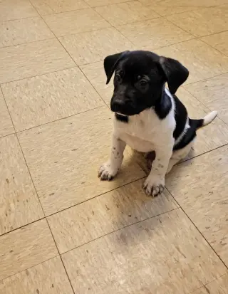 Doc (mascot litter)