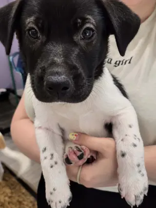 Doc (mascot litter)
