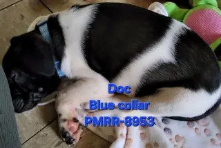 Doc (mascot litter)