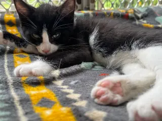 Coco
