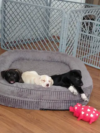 Rebel (Mascot litter)