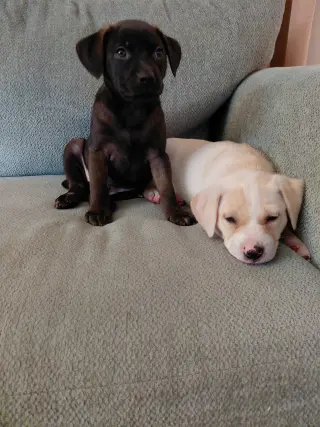 Josie (Mascot litter)
