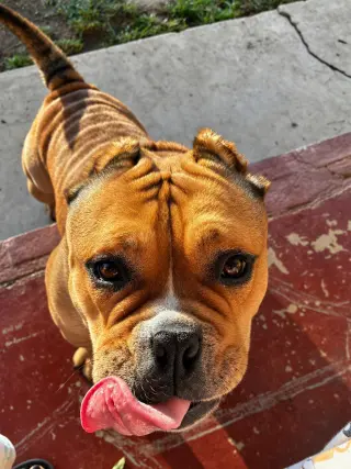 Harley