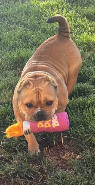 Harley