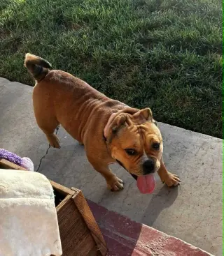 Harley