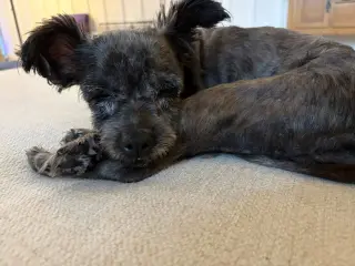 Izzy