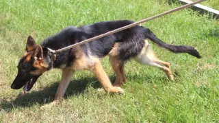 PENDING Jaxon-6 m Neuter Contract Required $425