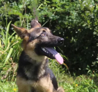 PENDING Jaxon-6 m Neuter Contract Required $425