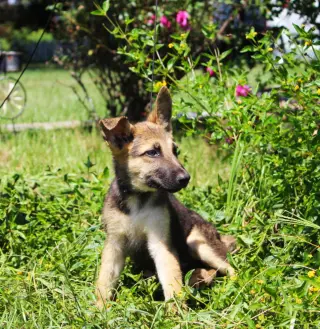 Fynn-8/10 wks Neuter Contract Required $425