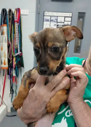 Dolly- pending adoption-in a Foster Home