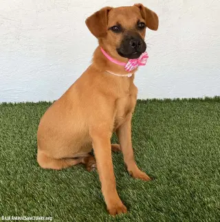 Sophie