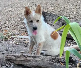 Bolt