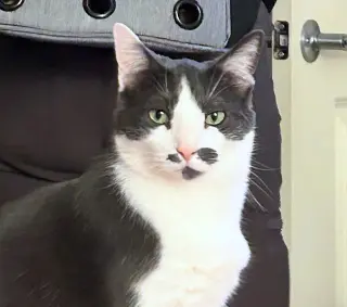 OLIVER #2016 - Offered by Owner- Outgoing Male