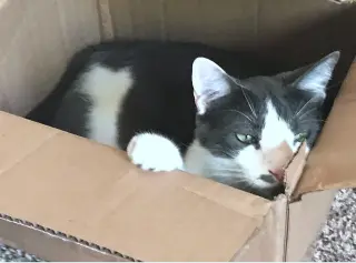 OLIVER #2016 - Offered by Owner- Outgoing Male