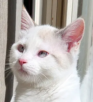 Ithaca - Pending Adoption