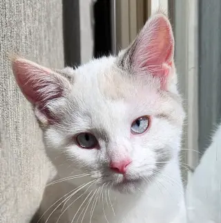 Ithaca - Pending Adoption
