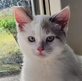 Ithaca - Pending Adoption